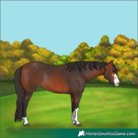 Horse Color:Bay Rabicano