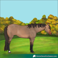 Horse Color:Bay Dun