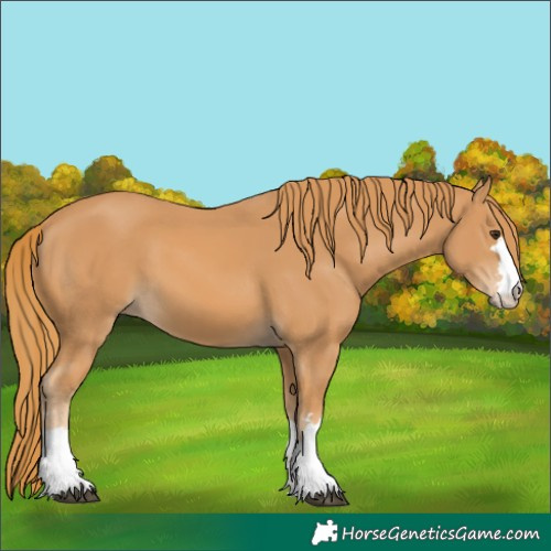 Horse Color:Unknown 