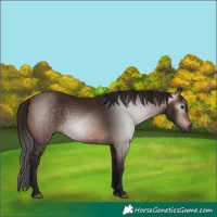 Horse Color:Gray Bay