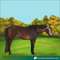 Horse Color:Gray Bay