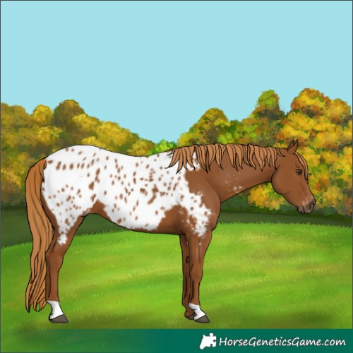 Horse Color:Gray Chestnut Appaloosa 