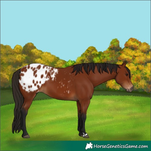 Horse Color:Gray Bay Appaloosa 
