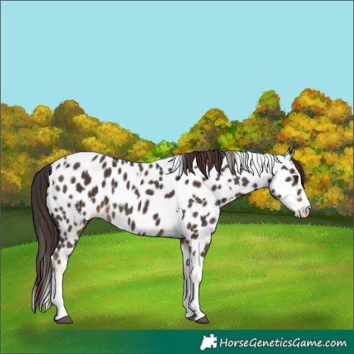 Horse Color:Liver Chestnut Sabino Splash Appaloosa  and Liver Chestnut Sabino Splash Tobiano Appaloosa 