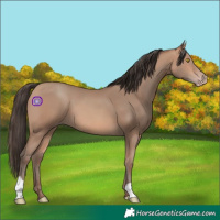Horse Color:Amber Champagne 