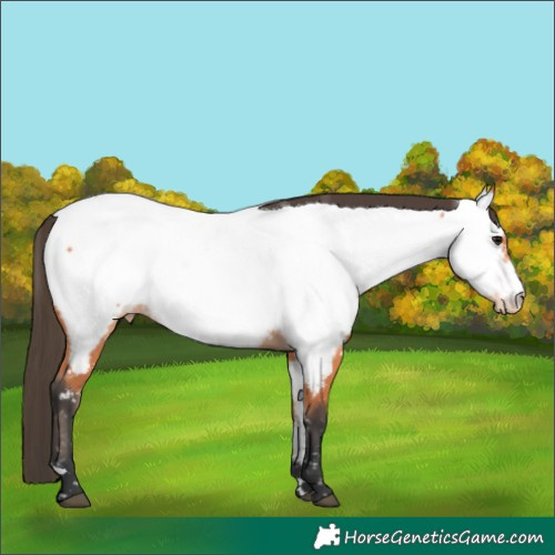 Horse Color:Bay Near Fewspot 