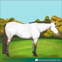 Horse Color:Bay Near Fewspot 