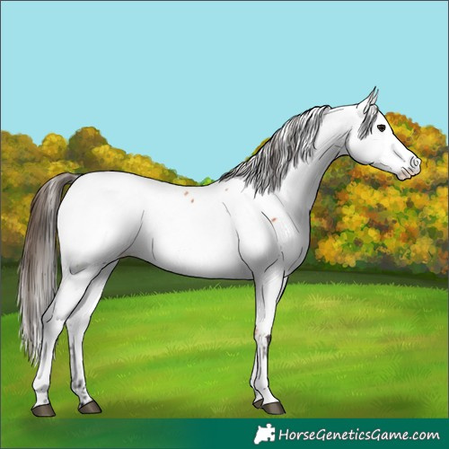 Horse Color:Bay Fewspot 