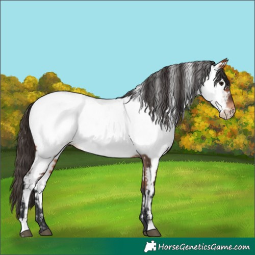 Horse Color:Bay Appaloosa