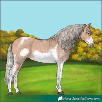 Horse Color:Silver Bay Dun Sabino Tobiano Frame Rabicano 