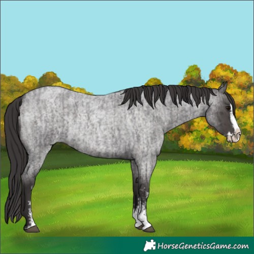 Horse Color:Smoky Blue Roan Sabino Splash  and Smoky Blue Roan Sabino Splash 
