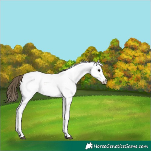 Horse Color:Buckskin Appaloosa 