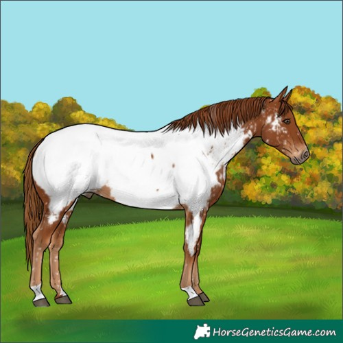 Horse Color:Gray Chestnut Appaloosa