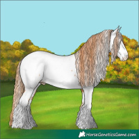 Horse Color:Chestnut Appaloosa 