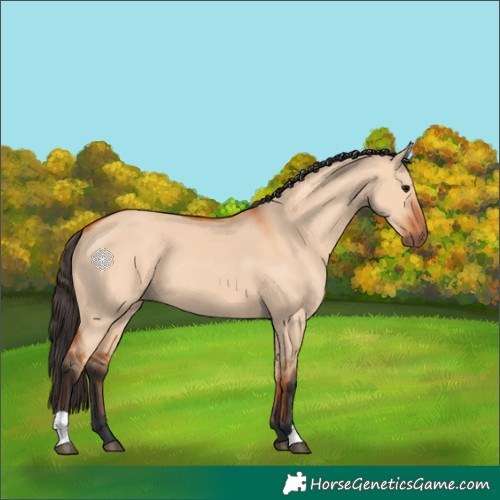 Horse Color:Bay Dun 