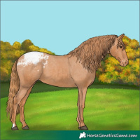 Horse Color:Chestnut Appaloosa 