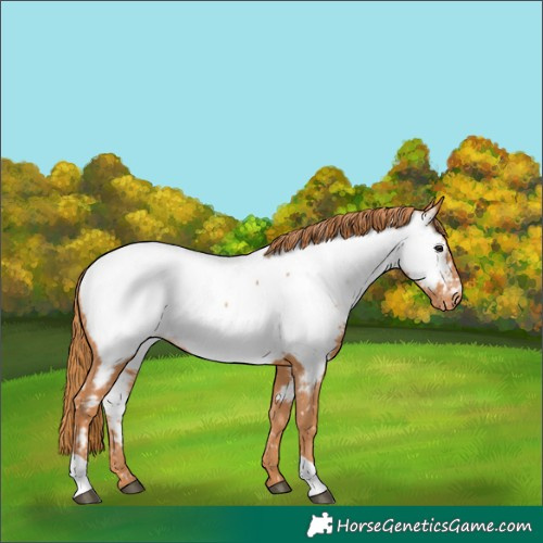 Horse Color:Chestnut Appaloosa 