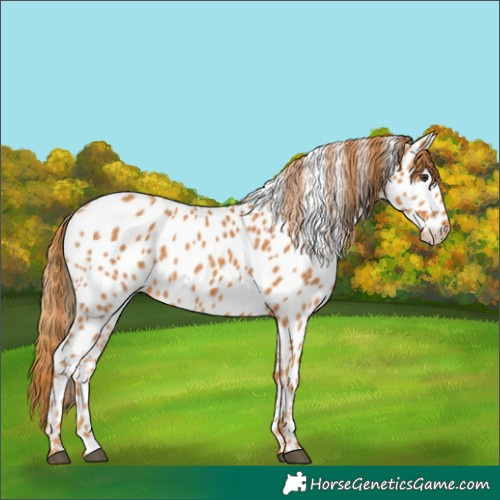 Horse Color:Chestnut Appaloosa 