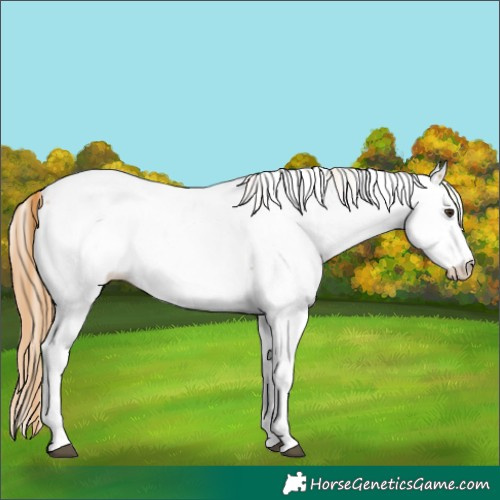 Horse Color:Chestnut Appaloosa