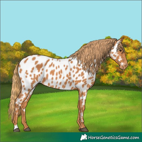 Horse Color:Chestnut Appaloosa