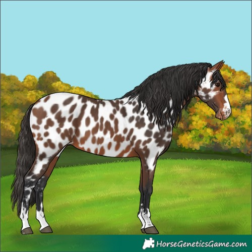 Horse Color:Bay Near Leopard 