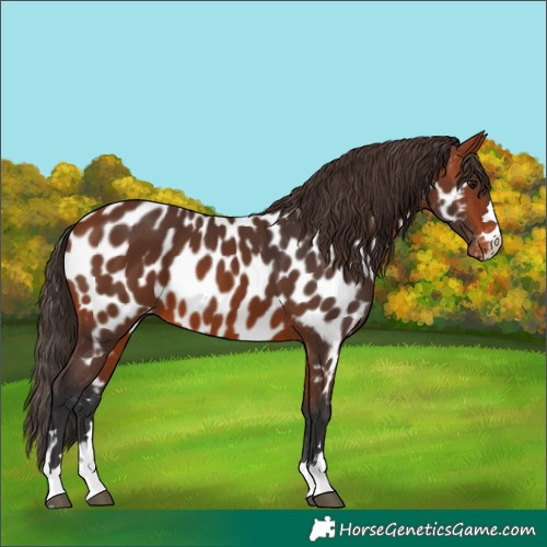 Horse Color:Bay Near Leopard