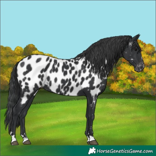 Horse Color:Black Near Leopard 