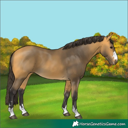 Horse Color:Buckskin
