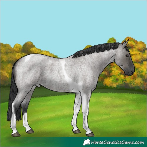 Horse Color:Grullo Roan Tobiano 