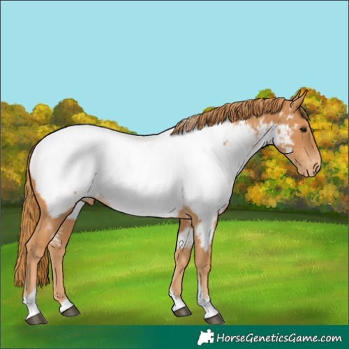 Horse Color:Chestnut Tobiano Appaloosa 