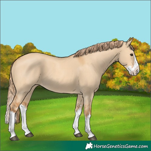 Horse Color:Red Dun Splash