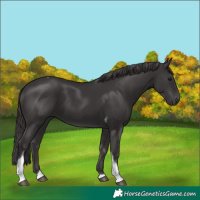 Horse Color:Smoky Black Tobiano 
