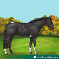 Horse Color:Smoky Black Tobiano 