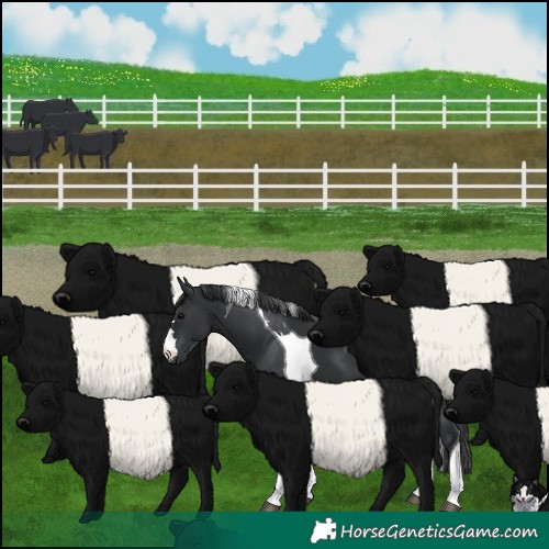 Horse Color:Black Tobiano 
