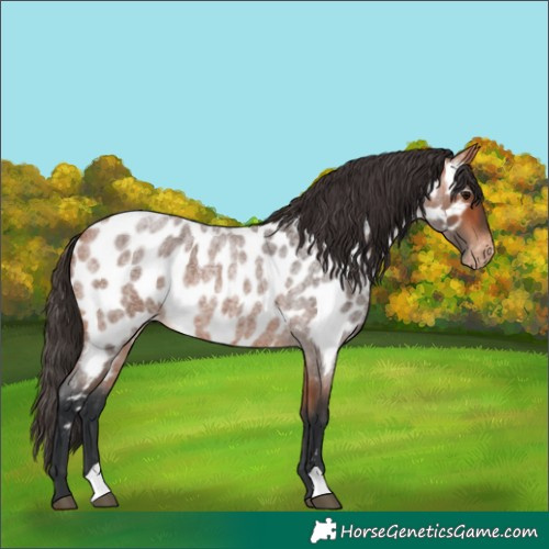Horse Color:Bay Roan Near Leopard