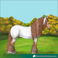 Horse Color:Chestnut Near Fewspot 
