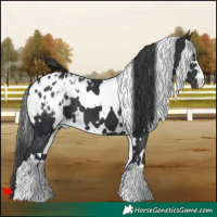 Horse Color:White Spotted Black Blanket