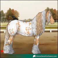 Horse Color:White Spotted Chestnut Near Leopard 