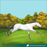 Horse Color:Buckskin Appaloosa 