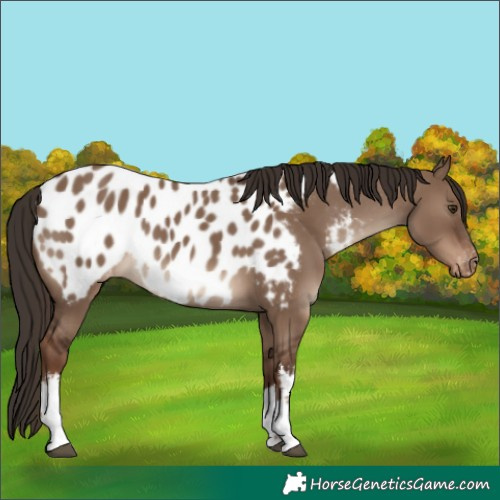 Horse Color:White Spotted Liver Red Dun Near Leopard