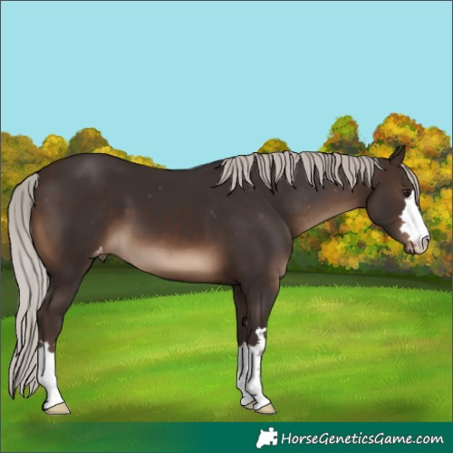 Horse Color:Silver Brown Appaloosa 