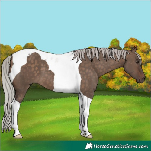 Horse Color:Silver Brown Dun Tobiano