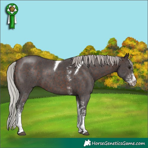 Horse Color:Silver Brown Sabino Tobiano