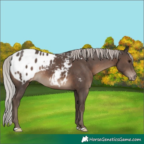 Horse Color:Silver Black Appaloosa
