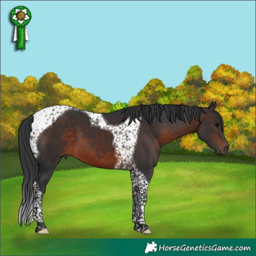 Horse Color:Brown Tobiano 