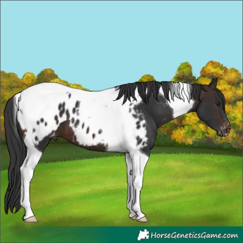 Horse Color:Brown Tobiano Appaloosa