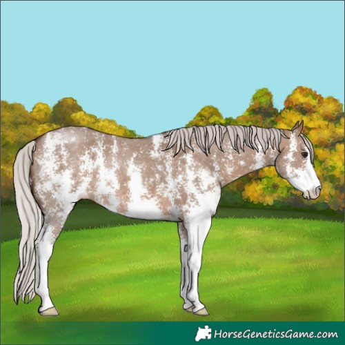 Horse Color:Silver Brown Dun Sabino