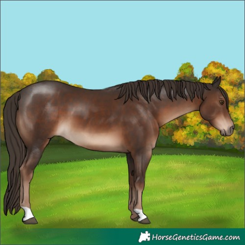 Horse Color:Liver Chestnut 