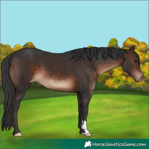 Horse Color:Brown Appaloosa 