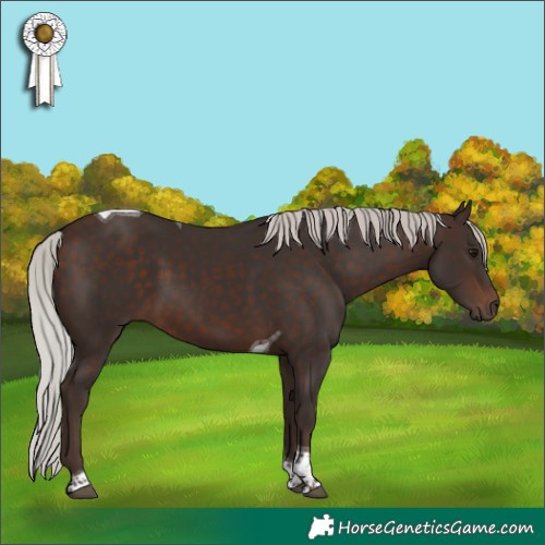 Horse Color:Silver Brown Tobiano